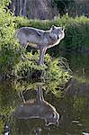 Gray wolf (Canis lupus), in captivity, Sandstone, Minnesota, United States of America, North America