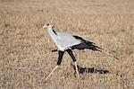 Secretarybird (Sagittarius serpentarius), Masai Mara National Reserve, Kenya, East Africa, Africa