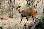 Male bushbuck (Tragelaphus scriptus), Masai Mara National Reserve, Kenya, East Africa, Africa