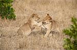 Two lion (Panthera leo) cubs playing, Masai Mara National Reserve, Kenya, East Africa, Africa