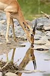 Young male impala (Aepyceros melampus) drinking, Kruger National Park, South Africa, Africa