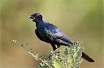 Burchell's glossy starling (Lamprotornis australis), Kruger National Park, South Africa, Africa
