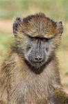 Young olive baboon (Papio cynocephalus anubis), Serengeti National Park, Tanzania, East Africa, Africa