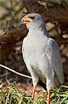 Palechanting goshawk (Melierax canorus), Kgalagadi Transfrontier Park, encompassing the former Kalahari Gemsbok National Park, South Africa, Africa