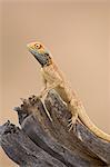 Ground agama (Agama aculeata aculeata), Kgalagadi Transfrontier Park, encompassing the former Kalahari Gemsbok National Park, South Africa, Africa