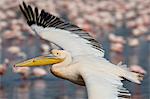 Great white pelican (Eastern white pelican) (Pelecanus onocrotalus), Lake Nakuru National Park, Kenya, East Africa, Africa