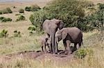 African elephant (Loxodonta africana), Masai Mara National Reserve, Kenya, East Africa, Africa