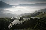 June sunrise, Longsheng terraced ricefields, Guangxi Province, China, Asia