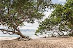 Trees on beach, Gili Meno, Lombok, Indonesia