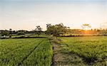 Green field landscape at sunset, Lombok, Indonesia