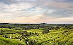 Elevated view of Jatiluwih rice terraces, Bali, Indonesia
