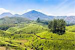 Tea plantation, Kerala, India