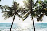 Coconut trees, sunny day at beach, Kerala, India