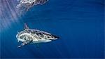 Underwater view of Great White Shark, Guadalupe Island, Mexico