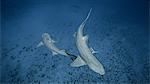 Underwater view of two Lemon Sharks, Jupiter, Florida, USA