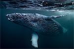 Humpback Whale calf playing on surface of ocean, Port St. Johns, South Africa