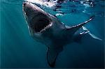 Great White Shark (Carcharodon Carcharias) swimming near surface of ocean, Gansbaai, South Africa