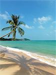 Scenic view of palm tree over sandy beach