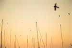 Birds and masts against sky