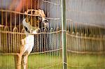 Boxer dog looking through fence