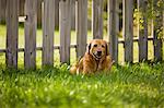 Labrador lying on lawn by fence