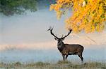 Red deer standing on grass