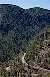 Pine-forest and country road, Oak Creek Canyon, Arizona, USA