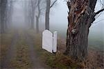 Dirt road with trees along covering by mist