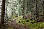 Hiking trail in coniferous forest