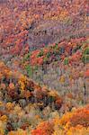 Autumn colours, the Appalachians, North Carolina, USA.