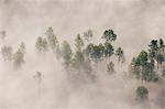 A misty forest, Sweden.