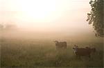 Cows in a field at dawn, Sweden.