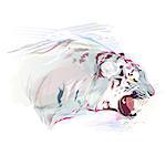 White tiger on a white background. Watercolor vector illustration