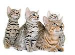 bengal kitten and mother in front of white background