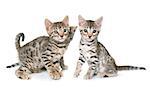 bengal kitten in front of white background