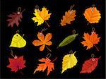 Autumn leaves tags isolated on black background. EPS 10 vector illustration