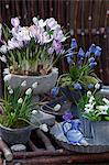 Crocuses and hyacinths in flower pots