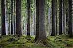 Spruce forest overgrown with moss