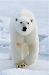 Polar bear walking