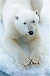 Polar bear, close-up