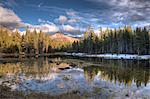 Forest reflecting in lake