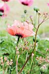 Close-up of pink poppy