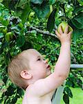 Boy picking apple