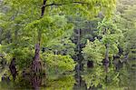 Bald cypresses on swamp, North Carolina, USA