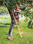 Girl on ladder picking apples, Varmdo, Uppland, Sweden