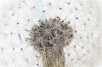 Close-up of dandelion seeds