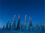 Pine trees at winter