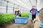 Women working in a greenhouse harvesting a commercial food crop, the mizuna vegetable plant.