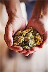 Close up of human hands holding dried hops. Brewing ingredients.