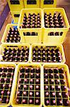 Yellow plastic crates of beer in a brewery.